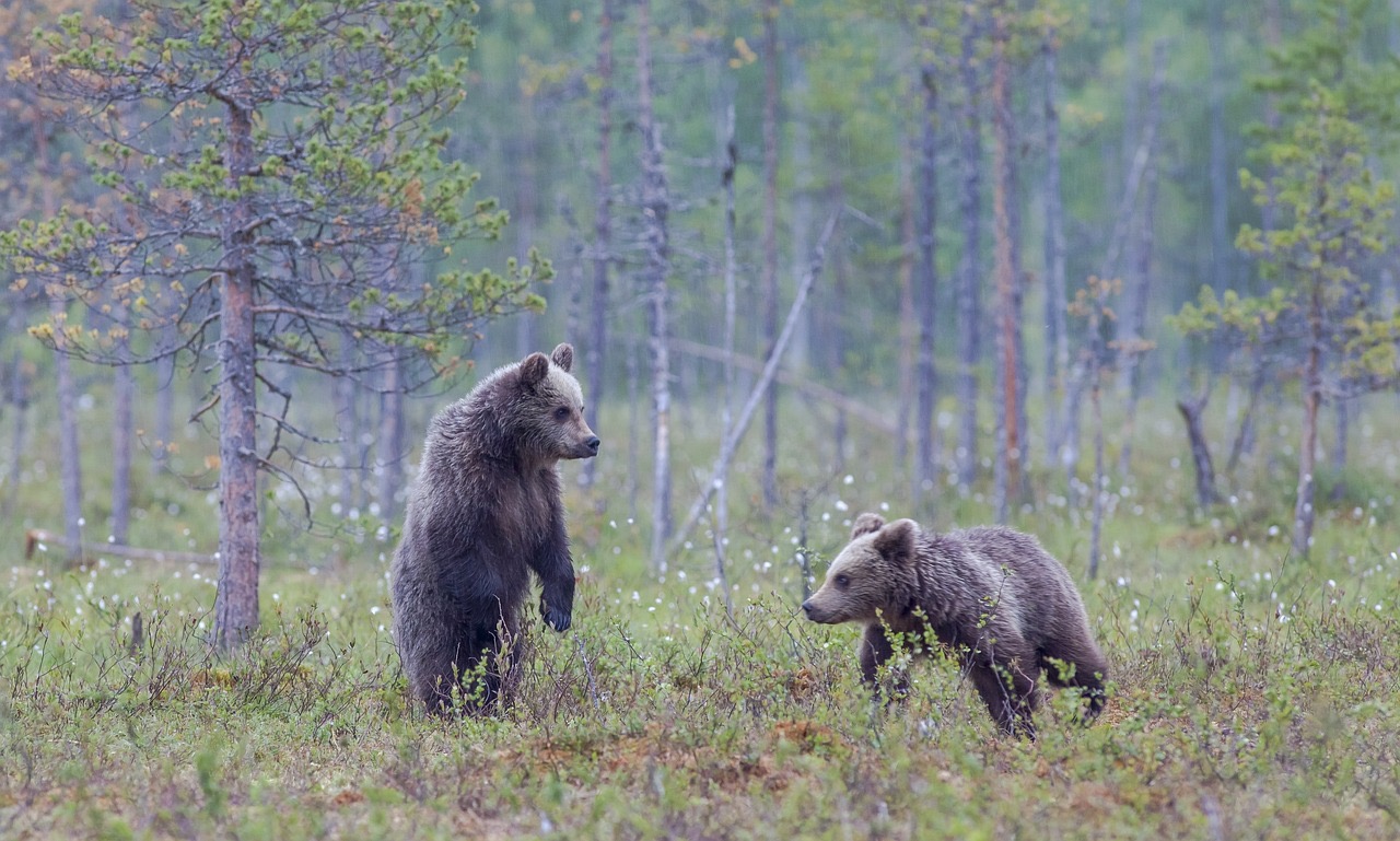 クマに遭遇した時の対処法